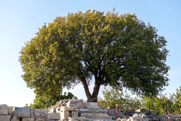テオスの古代都市の美しい木 — ストック写真