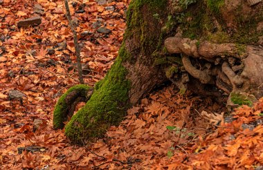 İzmir 'deki Karagol Doğa Parkında sonbahar