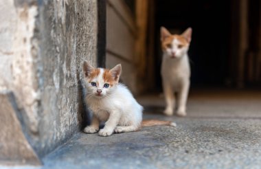 Annesi kedisi için endişeleniyor.