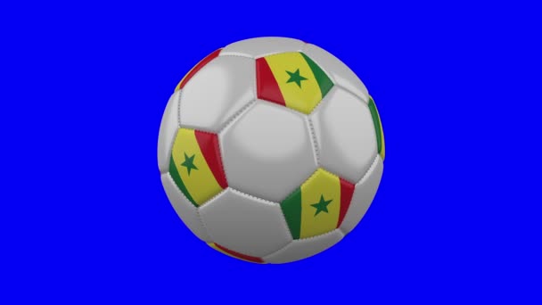 Mavi renk anahtar arka plan üzerinde Senegal bayrağı ile Futbol topu, döngü — Stok video