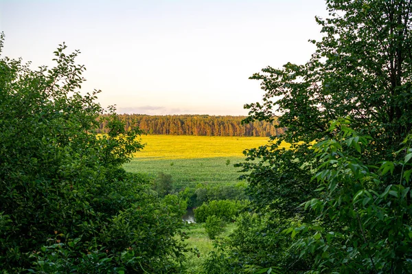 Blick Zwischen Bäumen Auf Sonnenbeschienene Felder Und Wald — Stockfoto