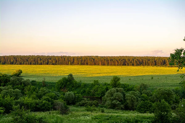 Pola Lasy Oświetlone Słońcem — Zdjęcie stockowe