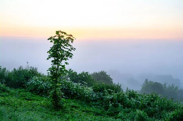 Маленький Клен Фоне Предрассветного Тумана — стоковое фото