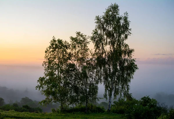 Drei Birken Hintergrund Des Morgennebels — Stockfoto