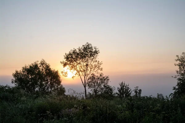 Bäume Vor Dem Hintergrund Der Aufgehenden Sonne — Stockfoto