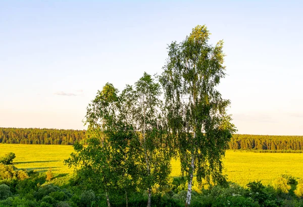 Birch Trees Background Fields Midday Sun — Stock Photo, Image