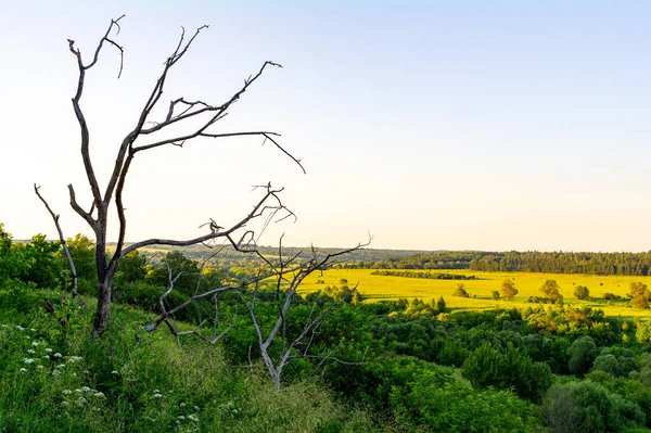 Treibholz Vor Der Kulisse Einer Wunderschönen Naturlandschaft — Stockfoto