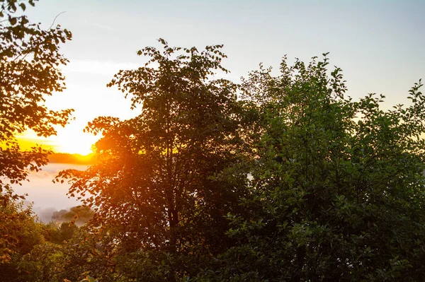 Восходящее Солнце Светит Сквозь Деревья — стоковое фото