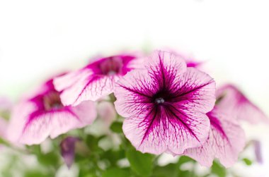 Rengarenk petunyalar ile flowerbed / görüntü tam renkli Petunya (Petunya boş) çiçek