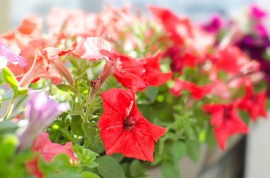 Rengarenk petunyalar ile flowerbed / görüntü tam renkli Petunya (Petunya boş) çiçek