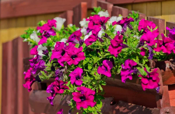 Flowerbed met veelkleurige Petunia's beeld vol met kleurrijke — Stockfoto