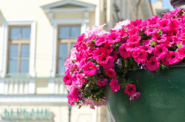 Mevsimlik bina karşı tencerede pembe Petunya