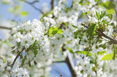 Bahar bir meyve bahçesi, güzel çiçek kiraz ağaçları bahar Park, Bloom kiraz Şubesi