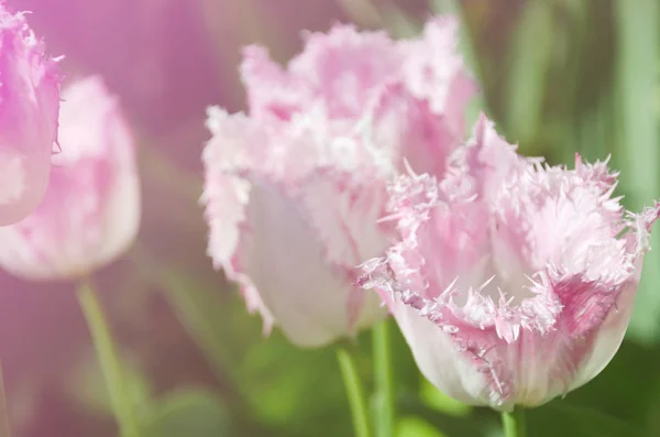 Pinc tulips in the garden. Spring concept. Copy space. Soft selective focus. — Stock Photo, Image