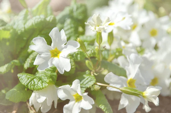 Primrose Primula Med Vita Blommor Inspirerande Naturliga Blommor Våren Eller — Stockfoto