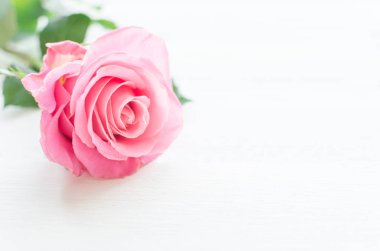 Pembe Gül Beyaz ahşap tahta üzerinde. Anne ya da Sevgililer günü kavramı.
