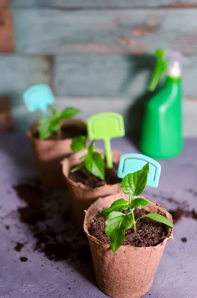 Seedlings paprika in pot with garden tools ground spade and rake on old wooden board. Copyspace.