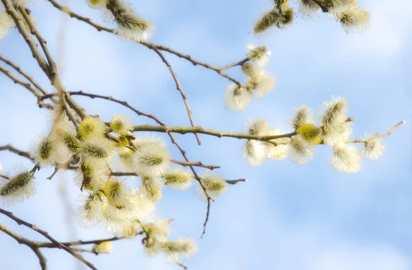 青空に対する開花猫柳の枝. — ストック写真