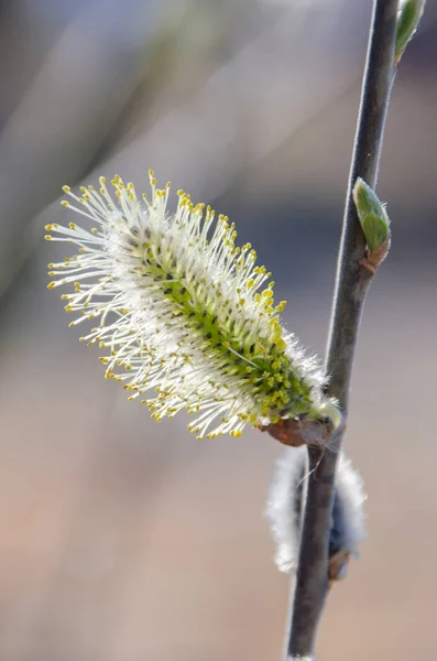 プッシー柳黄色の春の花。選択フォーカス. — ストック写真