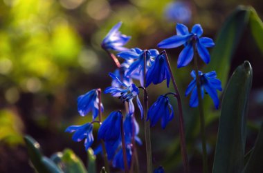 Ormanda bluebells arasında Bluebell. Bahar zamanı.