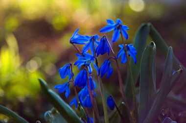 Ormanda bluebells arasında Bluebell. Bahar zamanı.
