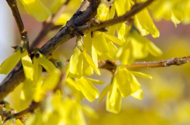 İlkbaharda çiçekli forsythia. Forsythia - çalılar ve küçük ağaçlar Oleaceae aile cinsi, sarı çiçekler açan.