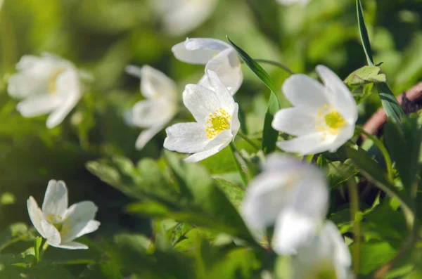 Snödroppe-Anemone Anemone sylvestris-under vårsäsongen. — Stockfoto