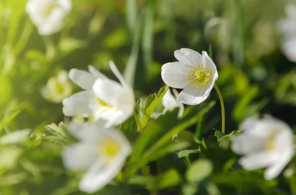 Snödroppe-Anemone Anemone sylvestris-under vårsäsongen. — Stockfoto