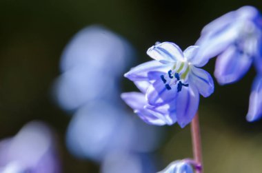 Ormanda bluebells arasında Bluebell. Bahar zamanı.