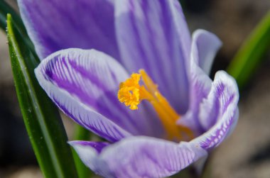 Yaprakları bahar sezonu ile bahçede çiğdem çiçekleri