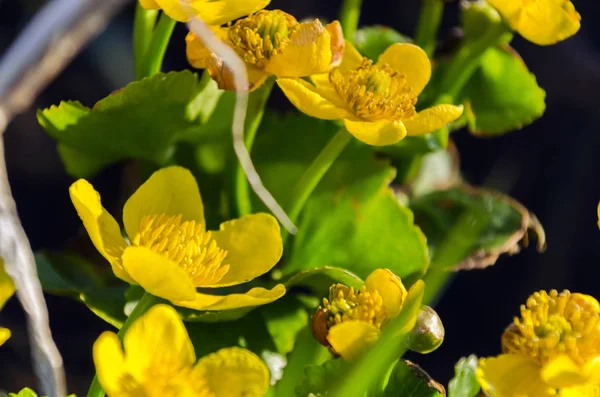 Ljusgul Caltha blommor på gröna blad bakgrund närbild. Caltha palustris, känd som kärr-ringblomma och kungskopp blommor — Stockfoto