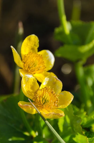 Flores de Caltha amarillo brillante sobre fondo de hojas verdes de cerca. Caltha palustris, conocida como caléndula de pantano y flores kingcup — Foto de Stock