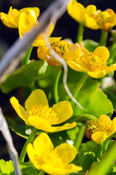 Ljusgul Caltha blommor på gröna blad bakgrund närbild. Caltha palustris, känd som kärr-ringblomma och kungskopp blommor — Stockfoto