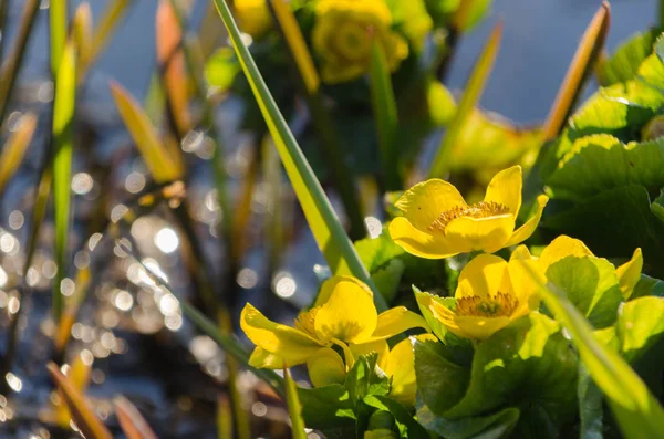 Yeşil yapraklı parlak sarı Caltha çiçekleri yakın plan. Caltha Palustris, Marsh-Marigold ve Kingcup çiçekleri olarak bilinir. — Stok fotoğraf