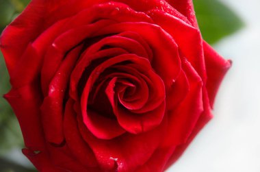 Romantik arka planda kırmızı gül. Sevgililer günü.