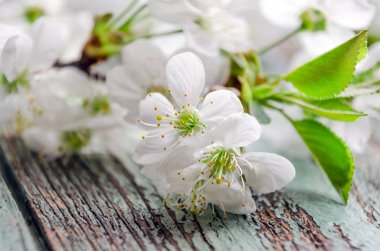 Bahar zaman yeşil kiraz çiçekleri çiçek yaprakları, makro