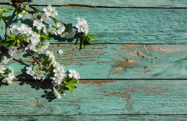 Bahar zaman yeşil kiraz çiçekleri çiçek yaprakları, makro.