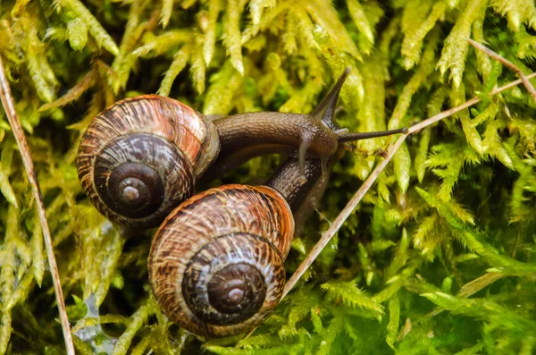 Big grape snail in shell crawling, summer day in garden, A common garden snail climbing on a stump, edible snail or escargot, is a species of large, edible, air-breathing land