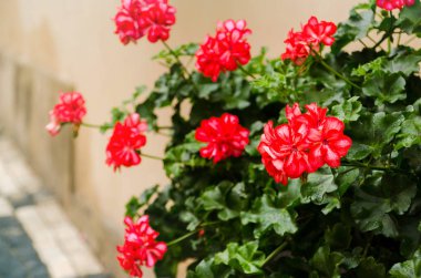 Kırmızı bahçe sardunya çiçekleri, yakın plan sardunya çiçekleri. pelargonium