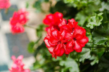 Kırmızı bahçe sardunya çiçekleri, yakın plan sardunya çiçekleri. pelargonium