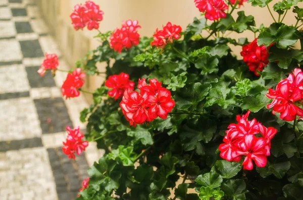 Röd trädgård geranium blommor i kruka, närbild skott geranium blommor. pelargonium — Stockfoto