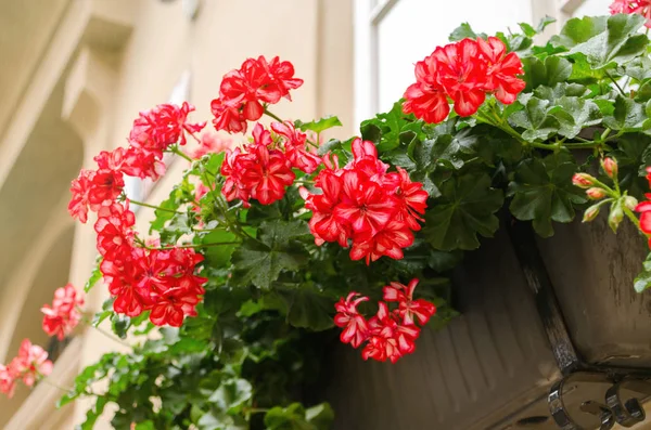 Red garden geranium flowers in pot , close up shot geranium flowers. pelargonium Royalty Free Stock Photos