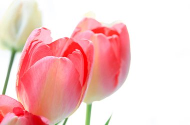 Bahar çiçeği. Beyaz arka planda izole Pembe lale demet.