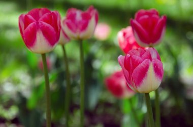 Bahçede parlak renkli Lale çiçekleri. Backgound.