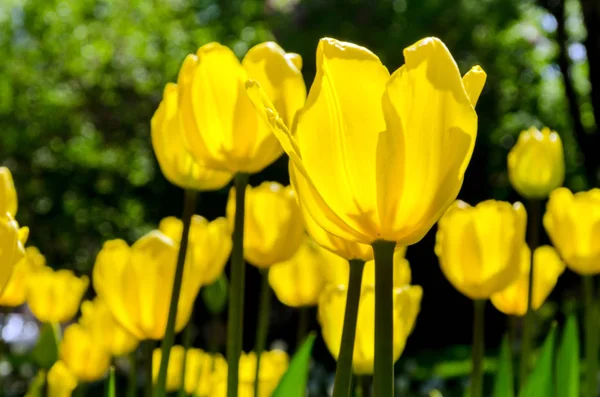 Bahçede parlak renkli Lale çiçekleri. Bahar zamanı.