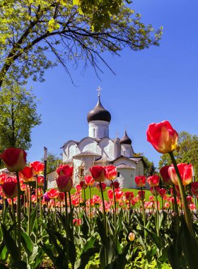 Antik ortodoks hıristiyan taş tapınağı. Pskov, Pskov. Kırmızı lalebir arka plan üzerinde Tepeüzerinde Büyük Fesleğen Kilisesi.