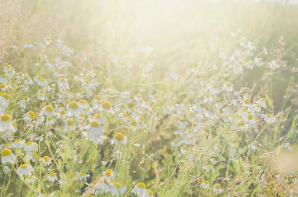 Papatya çiçekleri güneş ışığında geniş arka plan alanı. Yaz Papatyaları. Çiçek açan tıbbi papatyalar ile güzel doğa sahnesi. Alternatif tıp. Seçici odaklama.