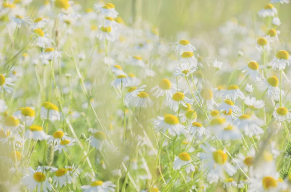 Papatya çiçekleri güneş ışığında geniş arka plan alanı. Yaz Papatyaları. Çiçek açan tıbbi papatyalar ile güzel doğa sahnesi. Alternatif tıp. Seçici odaklama.