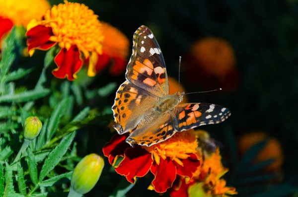 Розфарбована леді метелик, Ванесса Кардуї, доросла на помаранчевому чорнобривці в літній час — стокове фото