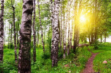 Beyaz huş ağaçları orman içinde yaz